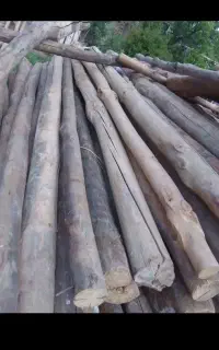 خریدار چوب