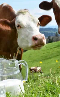 شیر پرچرب گاو