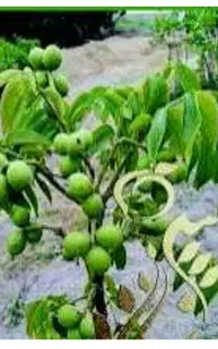گردو اجاره می کنیم یا بصورت توافقی می چینیم