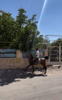 اسب نریون