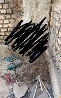 قفس