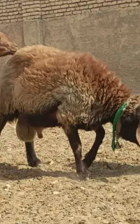 قوچ همو اصل