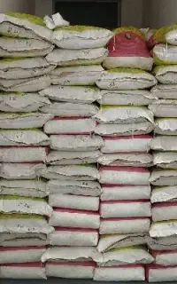 بذر ذرت و علوفه
