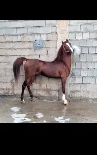 فروش اسب