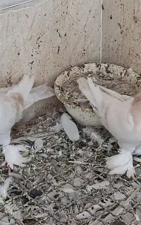 تزیینی ازبک ترکیه ای