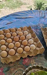 تخم نطفه دار نژاد آمروک آمریکایی اصل ..