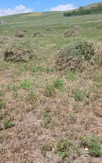 یونجه عولوفه