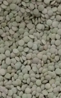 عدس ریز محلی زود پز بوجاری شده کیلویی ب قیمت عمده