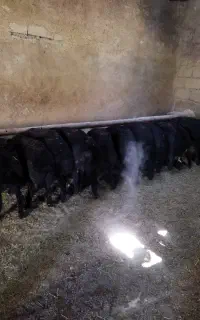 بره نرمشکی