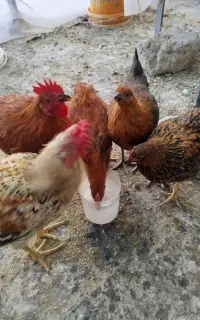 پنج عدد مرغ وخروس