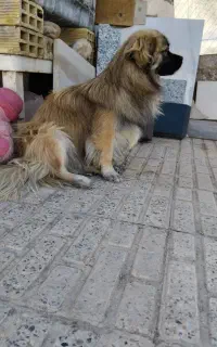سگ خونگی