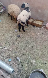 خریدار نان خشک