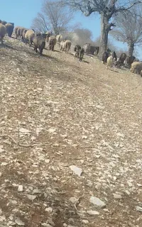فروش گله گوسفند و بز