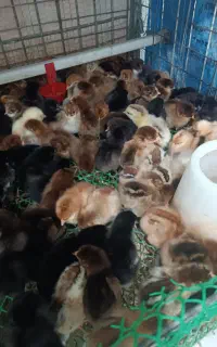 جوجه های پا کلفت