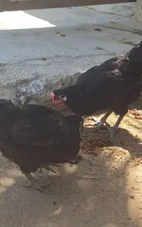 مرغ و خروس محلی
