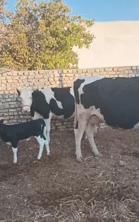 گاوشیری وگوساله