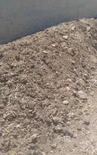 کود‌گاوی