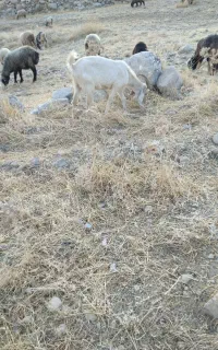 بز چاق کشتن