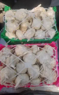 سیر تند همدان