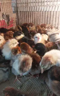 جوجه ۳روزه محلی بومی