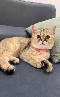 گربه بریتیش ماده