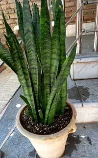 سانسوریا شمشیری