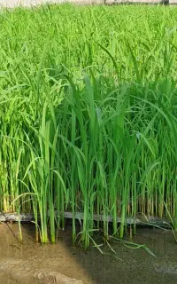 تیم طارم هاشمی درجه یک دونه ای ۹۵ هزارتمن