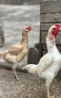 فروش جوجه کوشامو ژاپنی اصیل (کوشامو لاری)