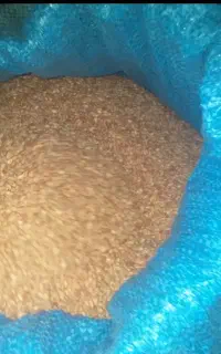 گندم ریژوا بوجاری شده