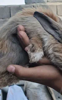 خرگوش