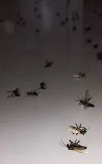 سمپاشی ساس سم پاشی سوسک و رشمیز خدمات