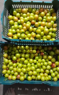 فروش آلوچه خوشمزه