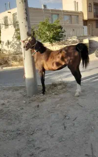 اسب