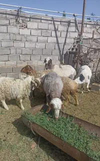 بره