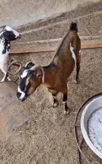 کهره ماده
