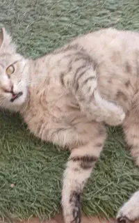 گربه جهت واگزاری