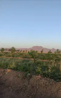 علف باغ