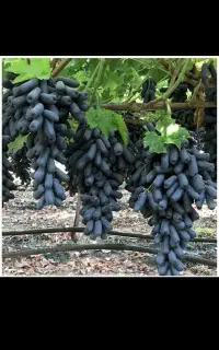 فروش نهال اصلاح شده انگور موندراپ در فاروج