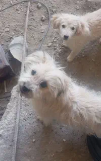 سگ خانگی