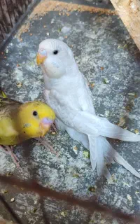 مرغ عشق جوجه دورگه دسایغ