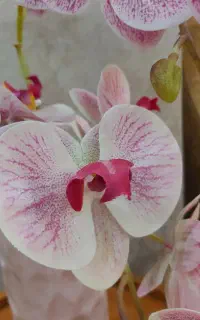 گل ارکیده