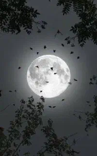 کبوتر ایرانی  رودان