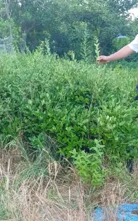 یاس هلندی سطل ۳ قیچی خورده قد یکو نیم