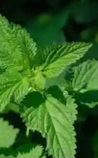 فروش گزنه و بومادران تازه