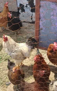 مرغ و خروس محلی