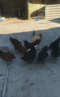 مرغ تخم گذار و خروس سر حال