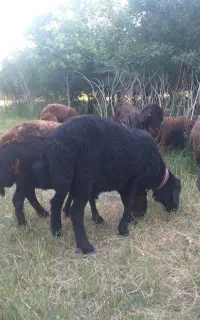 قوچ همو مشکی
