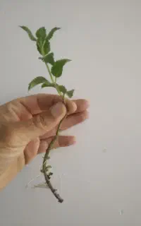 نشا نعنا فلفلی ریشه لخت