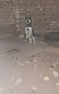 پاکوتاه