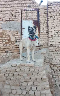 واگذاری
